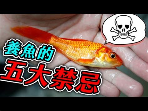 養魚要注意什麼|新手養魚14點須知及禁忌